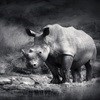Rhino Project wins Mail & Guardian Greening Award