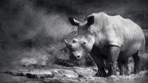 Rhino Project wins Mail & Guardian Greening Award