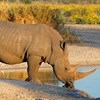 Rhino conservation gets support from Prince Albert II