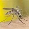 Malaria expert panel focuses on access to quality antimalarials