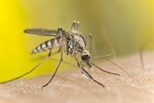 Malaria expert panel focuses on access to quality antimalarials