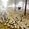 20,000 jobs in poultry at stake