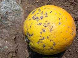Citrus Black Spot was found in a consignment of lemons from South Africa that landed in The Netherlands. Image: