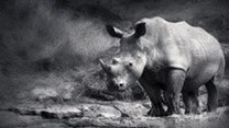Team effort only way to beat rhino poaching