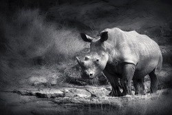 Team effort only way to beat rhino poaching