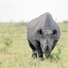 Awards create awareness of rhino conservation