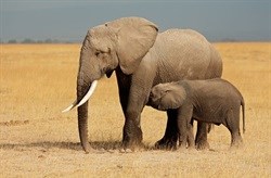 World Elephant Day is a time for celebration and concern
