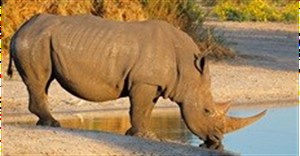 Ranger walks 1,000km to raise awareness of rhino poaching