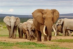 WESSA urges South Africans to support World Elephant Day