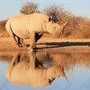 SA to increase measures against rhino poaching