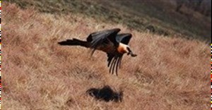 Second Bearded Vulture hide opened in Drakensberg