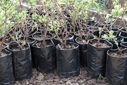 11,000 trees to create urban forest