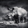 Buy a bracelet and support World Rhino Day
