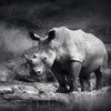 Rhino poaching - 'Not on my Watch'