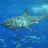 Hobie Beach fish farm spawns shark fears