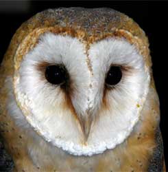 African barn owl have been reared in various parts of Alexandra to try and cut down on the huge infestation of rats and mice in the township. Image: