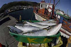 Productivity in South Africa's fishing sector was up by 2.2% according to figures released by Productivity SA. Image: