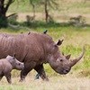 Six arrests made in Kruger National Park