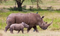 Six arrests made in Kruger National Park
