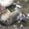 Farmer found guilty for poisoning vultures