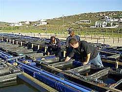 A pilot fish-farming project that will produce more than 10,000 tons of catfish a year in Graaff-Reinet is well underway and should be fully commercialised soon. Image: