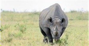 SA monitoring major rhino poaching case