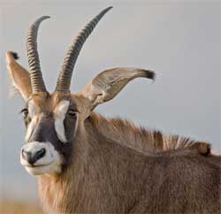 The Out of Africa Adventurous Safaris offers safari hunters the opportunity to shoot the endangered Roan antelope in Tanzania. The cost of the permit is $4,000 while the ten-day safari for a single hunter is $15,000 exluding permits and airfares. Image: