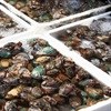 Aquaculture research collaboration responds to real challenges facing abalone farmers