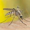 New malaria treatment unveiled in New Orleans