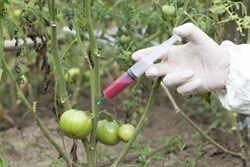 New EU GMO food rules get European Parliament nod