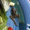 Reality check: What can you claim for a frog in a salad?