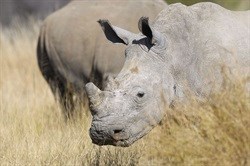 No decision on legal rhino horn trade