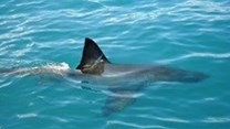Draft shark biodiversity plan out for public comment