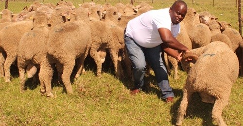 Five-year commercial sheep production drive gets underway
