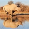 IFAW concerned about record level of rhino poaching