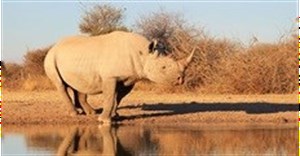 IFAW concerned about record level of rhino poaching