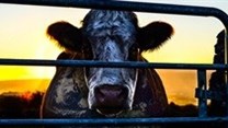 Cowspiracy - ignoring the 'cow' in the room