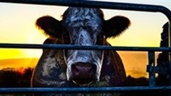 Cowspiracy - ignoring the 'cow' in the room