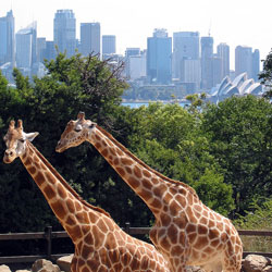 Sydney's Taronga Zoo, with the city in the background... The recent hostage drama jarred the city, and Uber was slammed and damned for cashing in on the tragedy, in which hostages as well as the hostage-taker were killed. (Image: Public Domain)