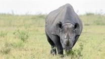 Gemfields supports anti-poaching initiative