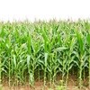 Maize ends lower on weaker CBoT prices and local rainfall