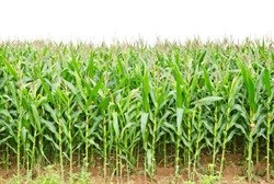 Maize ends lower on weaker CBoT prices and local rainfall