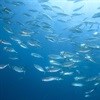 EU bans sea bass trawling to save species