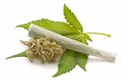 Increased impulsivity and hostility linked to recreational marijuana use in young adults