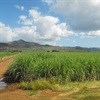 Mpumalanga sugar cane and macadamia farms gain high ROI