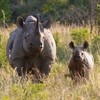 Continued action needed to address rhino poaching
