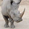 Experts in crisis talks to save rare rhino from extinction