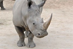 Experts in crisis talks to save rare rhino from extinction