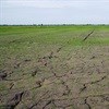Drought conditions could result in 30% rise in food prices