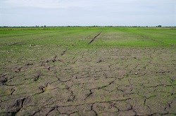Drought conditions could result in 30% rise in food prices